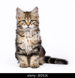 Black tabby foresta siberiana cat / gattino seduto isolato su sfondo bianco Foto Stock