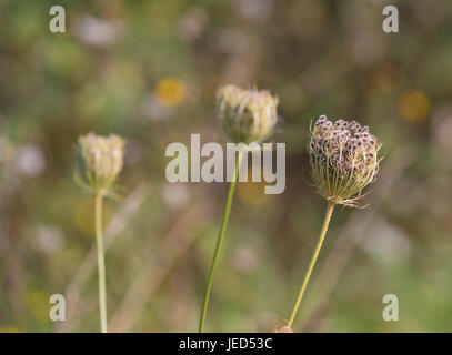 Bocciolo di un fiore con centinaia di semi appiccicoso Foto Stock