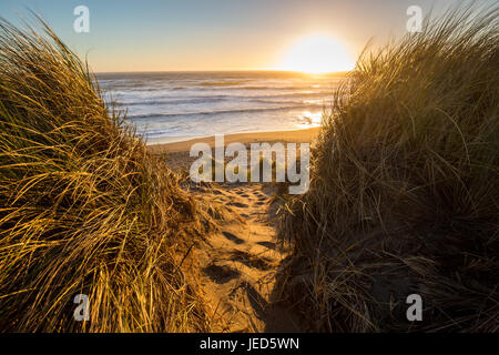 Tramonto attraverso la spiaggia di erba a Bodega Bay Campeggio Foto Stock