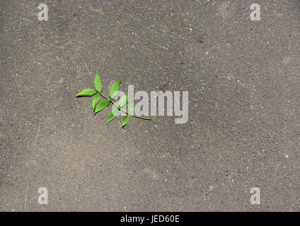 Ramo verde sull'asfalto Foto Stock