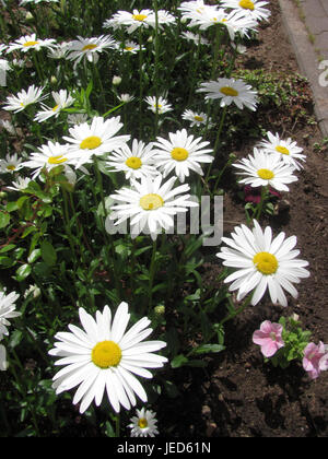 Fiori bianchi camomilla, Daisy Foto Stock