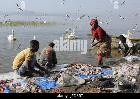 I pescatori, le catture, vendere, Awassasee, Awassa, Etiopia, Foto Stock