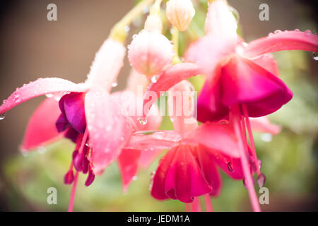 Tra il fiore e la molla Foto Stock