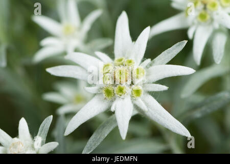 Edelweiss freschi Fiori vicino. Messa a fuoco selettiva. Foto Stock