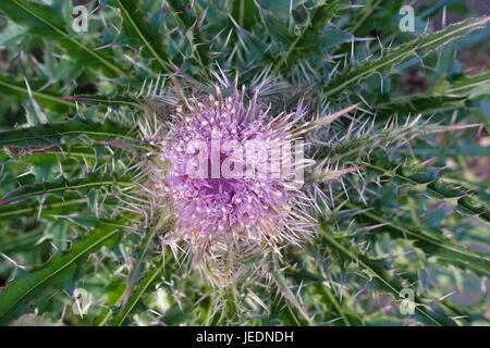 Colpo macro di un thistle della lancia Foto Stock