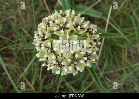 Antelope corna milkweed su un ranch in Texas in primavera Foto Stock