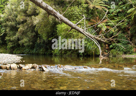 Il vecchio albero di pino caduto in un fiume pulito. Foto Stock