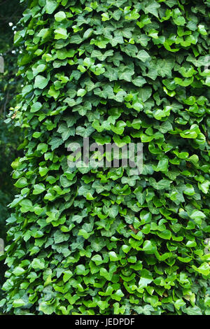 Verde edera sul lato della struttura ad albero Foto Stock