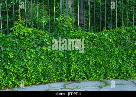 Lussureggiante verde brillante ivy vine strisciare su una recinzione in ferro Foto Stock