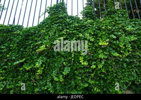 Lussureggiante verde brillante ivy vine strisciare su una recinzione in ferro Foto Stock