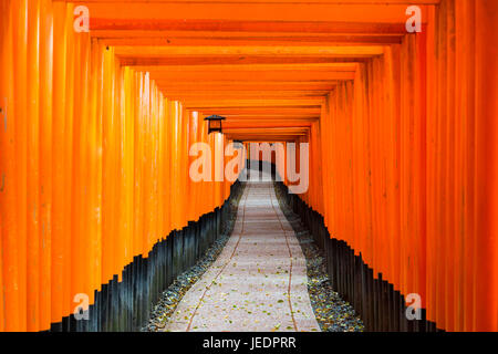 Red Gate dei tori a Fushimi Inari Shrine in Kyoto, Giappone. Foto Stock