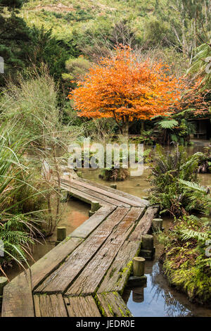 Zona umida con una tavola di legno la passerella che passa attraverso di esso. Foto Stock