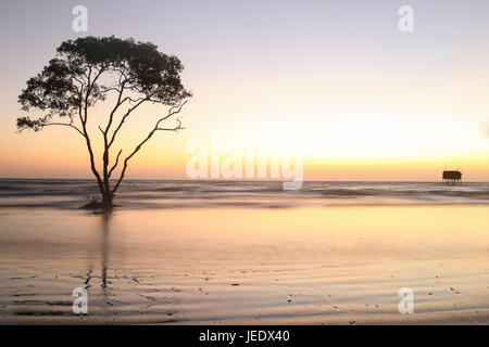 Albero solitario e casa sulla spiaggia nessuno sfondo abtract Tan Thanh Beach Go Cong Viet Nam Foto di viaggio Foto Stock