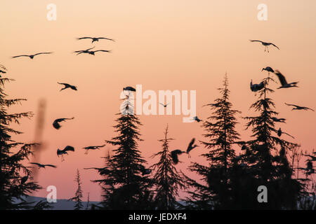 Silhouette di marabou stork al tramonto Foto Stock