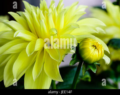 Floral outdoor colori vibranti ritratto di un cactus giallo Dahlia bud e fiorisce in una giornata di sole sul naturale sfocato sfondo verde Foto Stock