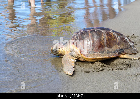 Tartaruga Caretta caretta nuovamente rilasciata nell'ambiente selvatico Foto Stock