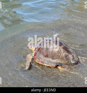Tartaruga Caretta caretta nuovamente rilasciata nell'ambiente selvatico Foto Stock