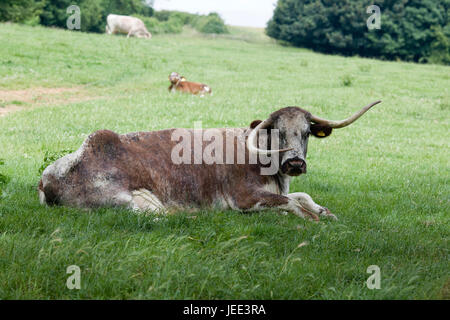 Inglese longhorn cow Foto Stock