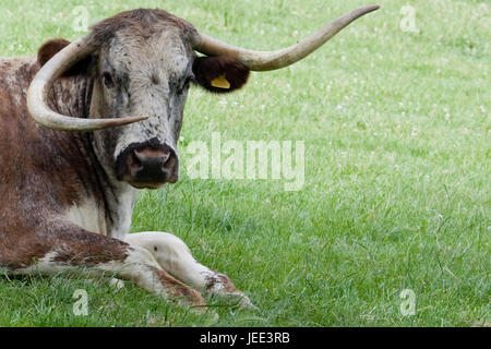 Inglese longhorn cow Foto Stock