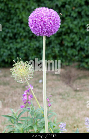 Allium Ambasciatore fioritura in un giardino Foto Stock