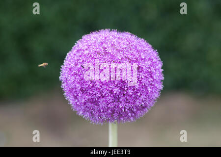 Allium Ambasciatore fioritura in un giardino Foto Stock