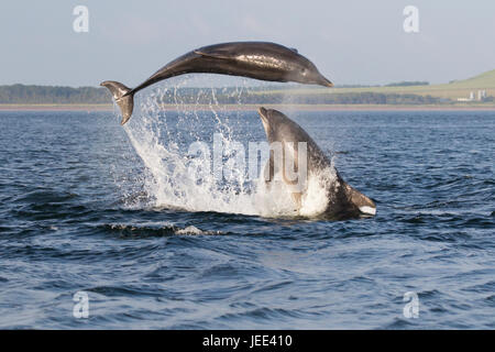 Due adulti tursiope (Tursiops truncatus) violare/ saltando in Moray Firth, Chanonry Point, Scotland, Regno Unito Foto Stock