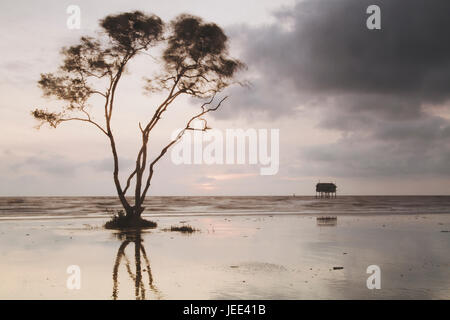 Albero solitario sul Tan Thanh Beach Go Cong Tien Giang Viet Nam Foto Stock