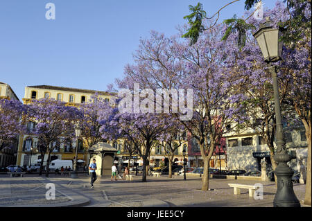 Spagna, Malaga, Plaza de la Merced, Foto Stock