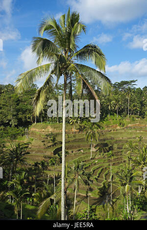 Asia Indonesia Bali, campo di viaggio, Foto Stock