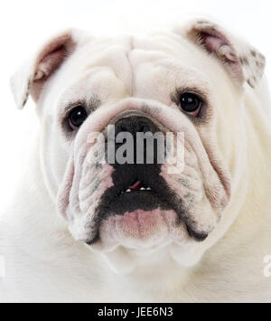 Bulldog inglese, Foto Stock