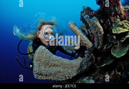 Subacqueo, Coral reef, Saint Lucia, Caraibi Foto Stock