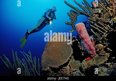 Subacqueo, Coral reef, Dominica, Caraibi Foto Stock