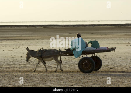 Crepuscolo, asino di carrelli, uomo, pista di sabbia, sul fiume Saloum delta, Senegal, Foto Stock