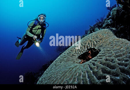 Subacqueo, Coral reef, Saint Lucia, Caraibi Foto Stock