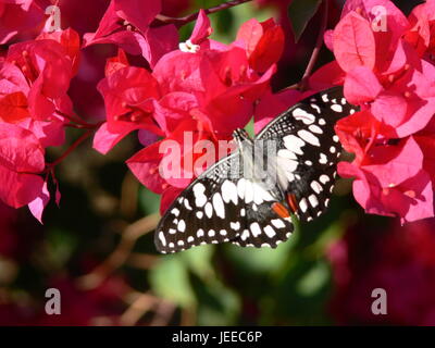 Farfalla in Australia con fiori rossi Foto Stock