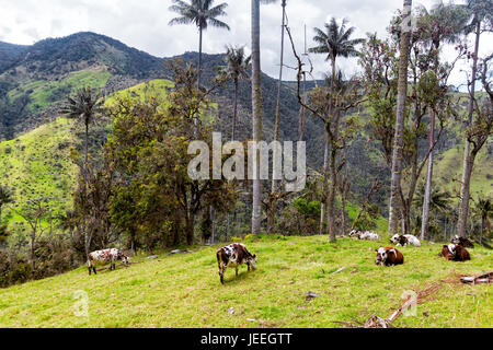 Il bestiame pascola sull'erba in un pascolo nei pressi di Salento, Colombia. Foto Stock