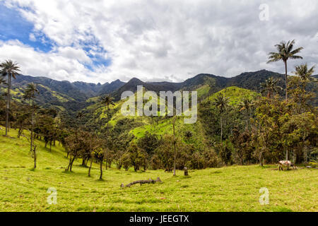 Drammatica valle andina con palme di cera nei pressi di Salento, Colombia. Foto Stock