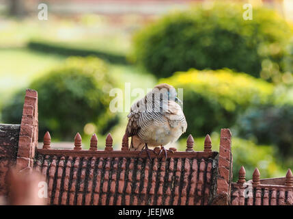 Zebra colomba, banditi colomba di massa, uccello seduto e dormire sul tetto di pietra di modello antico castello con sfondo verde Foto Stock