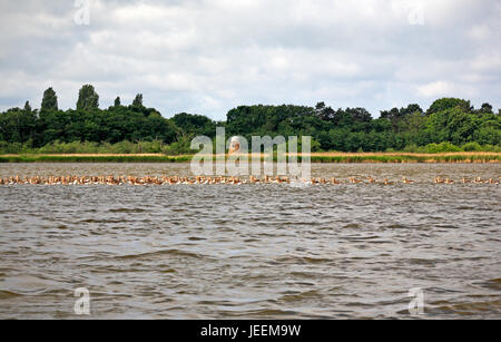 Una vista di una zattera di pricipalmente bambino Graylag Oche, Anser anser, su Hickling Broad, Norfolk, Inghilterra, Regno Unito. Foto Stock