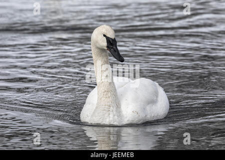 Trumpeter Swan Foto Stock