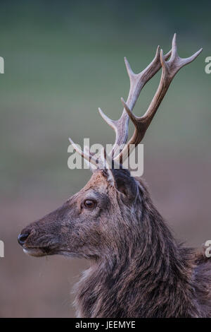 Red Deer stag ritratto Foto Stock