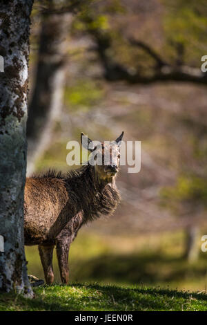 Yound cervi cervi nei boschi, Applecross, Scotland, Regno Unito. Foto Stock