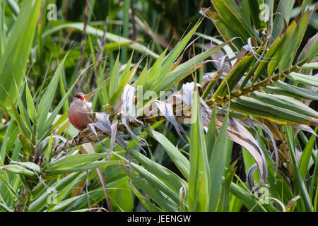 Common Waxbill uccello selvatico tra la vegetazione in Porto Santo, Portogallo Foto Stock