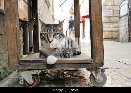 Cat nelle strade di Kotor, Montenegro Foto Stock