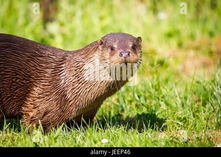 Nativo di British wildlife: Lontra europea (Lutra lutra), British Centro faunistico, Newchapel, Lingfield, Surrey, Regno Unito Foto Stock