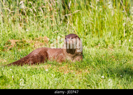 Nativo di British wildlife: Lontra europea (Lutra lutra) seduto in erba, British Centro faunistico, Newchapel, Lingfield, Surrey, Regno Unito Foto Stock
