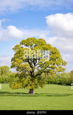 Un albero di quercia inglese maturo in un campo, Inghilterra, Regno Unito Foto Stock