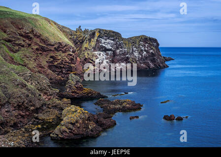 St Abb di testa, promontorio roccioso e uccelli marini riserva naturale vicino al villaggio di Saint Abbs, Berwickshire, Scotland, Regno Unito Foto Stock