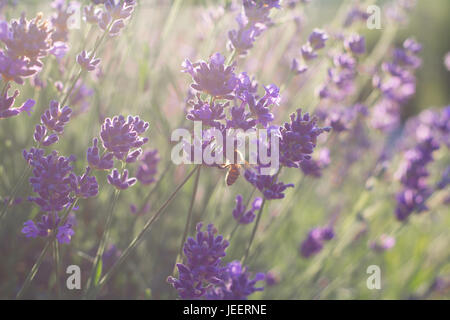 Il miele delle api di seduta sul fiore lavanda Foto Stock