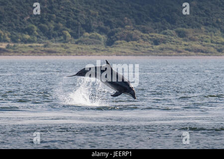 Comune di delfini Bottlenose violando off Chanonry Point, Black Isle, Moray Firth, Scotland, Regno Unito Foto Stock